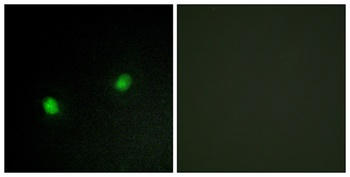 KOX4 rabbit pAb Antibody