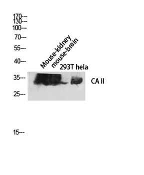 CA II antibody