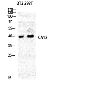 CA XII antibody