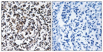 ZnT-4 rabbit pAb