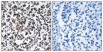 ZnT-4 antibody