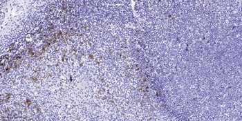 ZP2 rabbit pAb