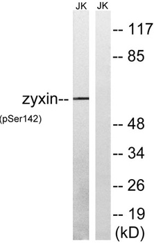 Zyxin (phospho Ser142) rabbit pAb