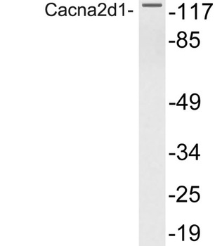 Cacna2d1 antibody