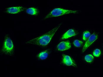Fusin (phospho Ser339) rabbit pAb