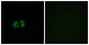 Frizzled-5 antibody