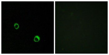 CARD 14 antibody