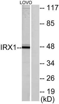 IRX1 rabbit pAb