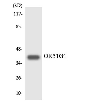 Olfactory receptor 51G1 antibody