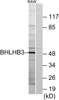 BHLHE41 antibody