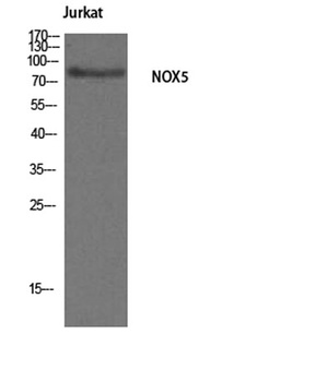 Nox5 antibody