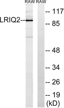 Cep97 rabbit pAb