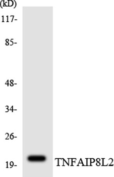 TNF-IP 8L2 antibody