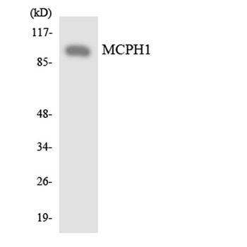 Microcephalin rabbit pAb