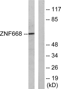 ZNF668 rabbit pAb