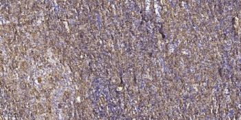 C16orf44 rabbit pAb