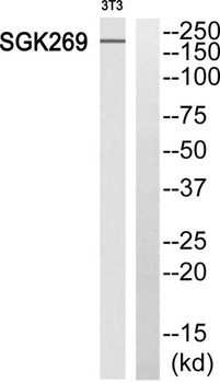 SgK269 antibody