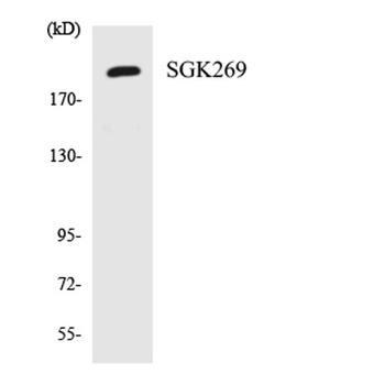 SgK269 rabbit pAb Antibody