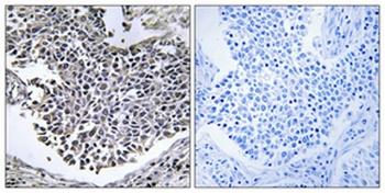 ABHD9 antibody