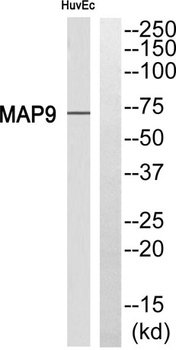 MAP-9 antibody