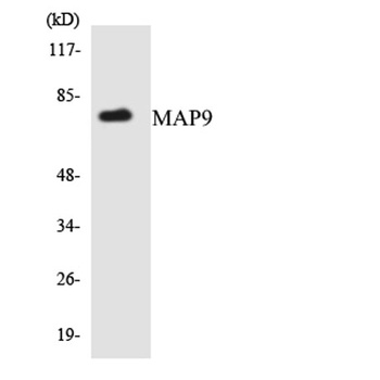 MAP-9 rabbit pAb Antibody
