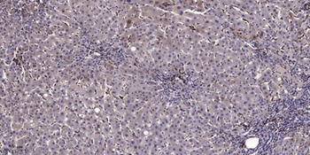 CASPR3 antibody