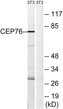 CEP76 antibody