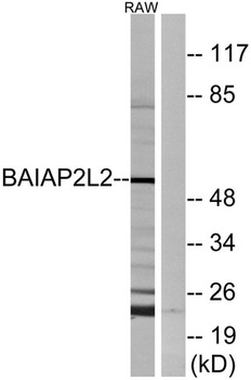 BAIAP2L2 antibody