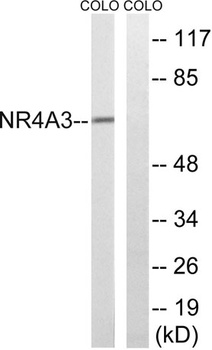 NOR-1 antibody