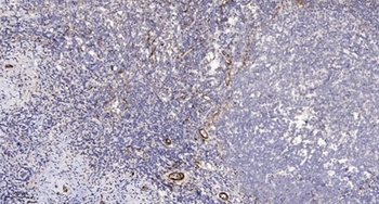 Rab11-FIP1 rabbit pAb