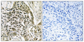 RASSF7 antibody