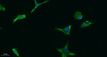 FGF-23 antibody