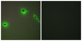 COL18A1 antibody