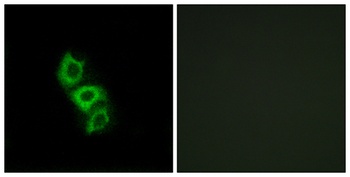 ApoL5 antibody