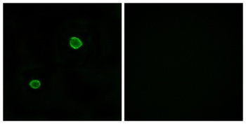 ApoL4 antibody