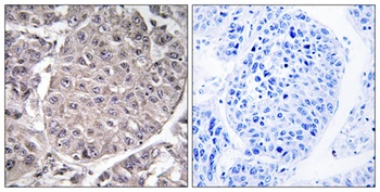 ApoL4 rabbit pAb Antibody