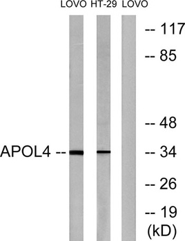 ApoL4 rabbit pAb Antibody