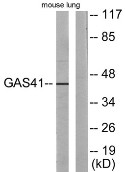 GAS41 antibody