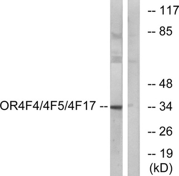 Olfactory receptor 4F4/4F5/4F17 antibody