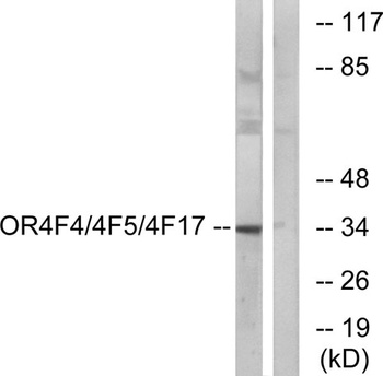 Olfactory receptor 4F4/4F5/4F17 rabbit pAb