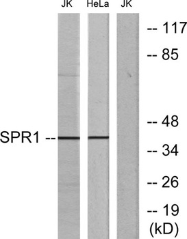 GPR68 rabbit pAb