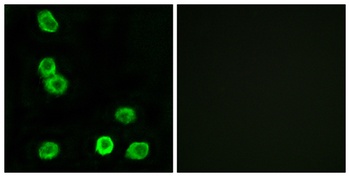 GPR63 antibody