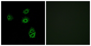 Olfactory receptor 2B2 rabbit pAb