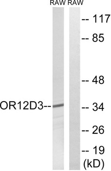 Olfactory receptor 12D3 antibody