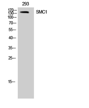 SMC1 rabbit pAb