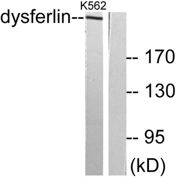 Dysferlin rabbit pAb