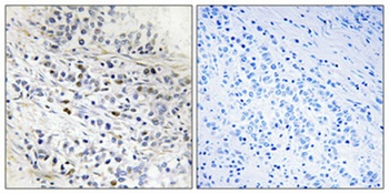 Cdc7 antibody