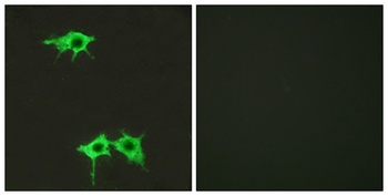 Frizzled-4 rabbit pAb