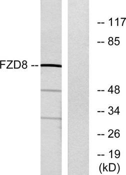 Frizzled-8 rabbit pAb