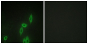 Protocadherin-11 rabbit pAb